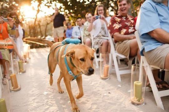 9-adorable-ways-to-include-your-pup-dog-wedding-ideas